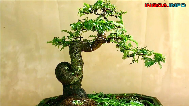 cham-soc-cay-me-bonsai-cach-lam-cay-me-ra-qua-ingoa