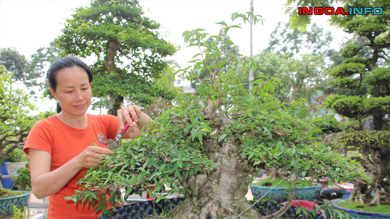 ky-thuat-trong-cay-me-bonsai-cho-sai-qua-ingoa